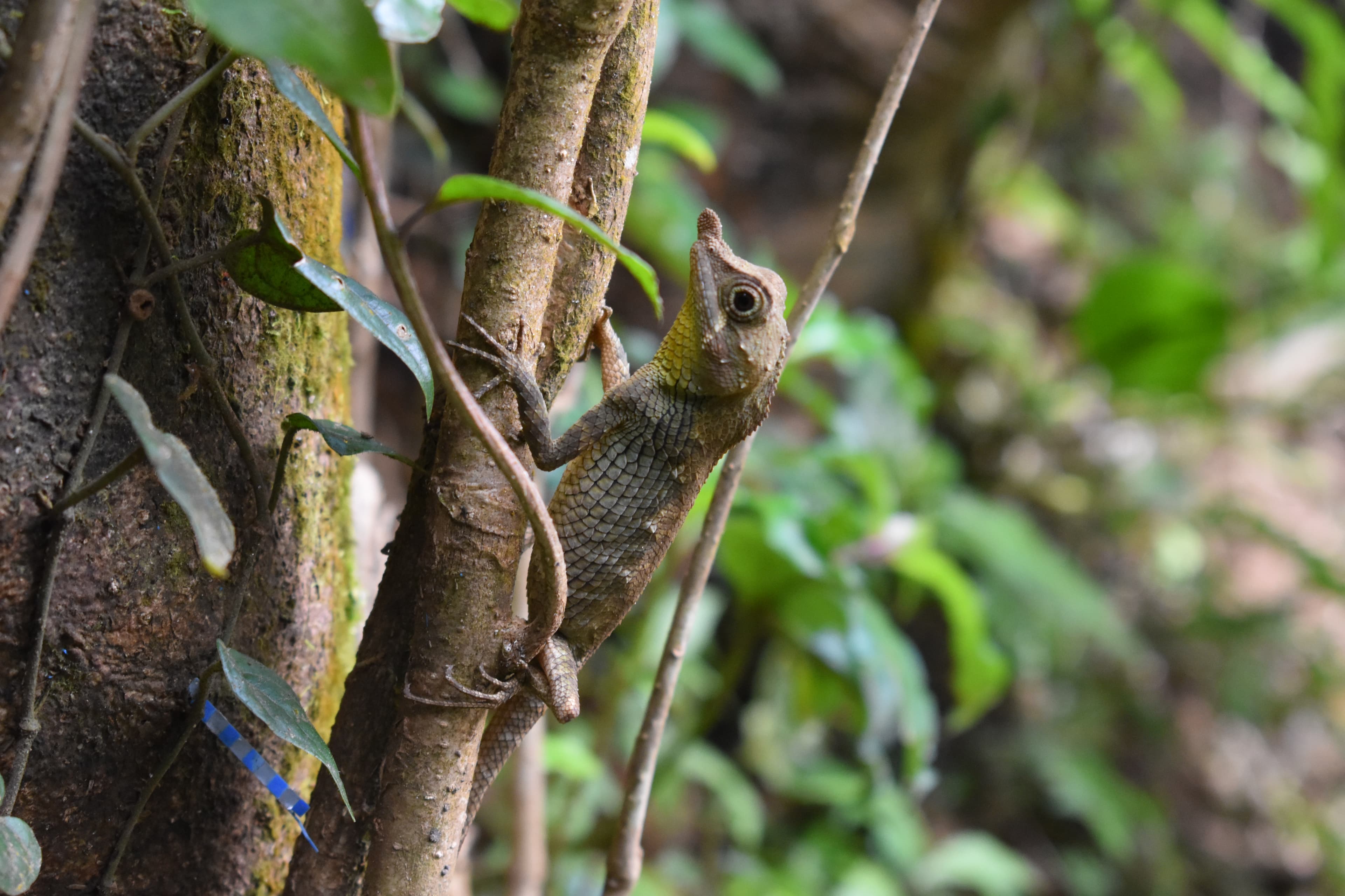 /biodiversity-in-sri-lanka