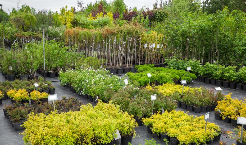 plant-and-nursery